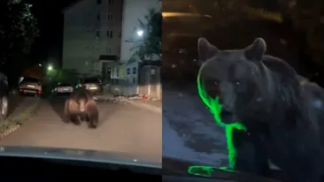 Imagini șocante! Un urs uriaș a fost filmat pe o stradă din Predeal