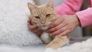 Drăguț pentru oameni, stresant pentru pisici. Ce au descoperit cercetătorii după ce au analizat videoclipuri de pe internet
