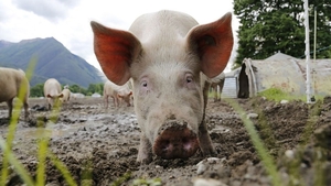 Pesta porcină africană, depistată la o fermă cu 45.000 de porci din Tulcea