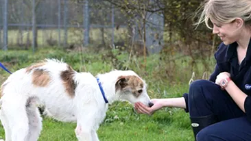 Reuben, catelul-luptator. Animalutul subnutrit a reusit sa-si revina dupa ce a fost tinut flamand cu saptamanile