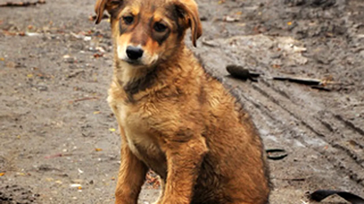 A murit in timp ce incerca sa salveze un caine comunitar