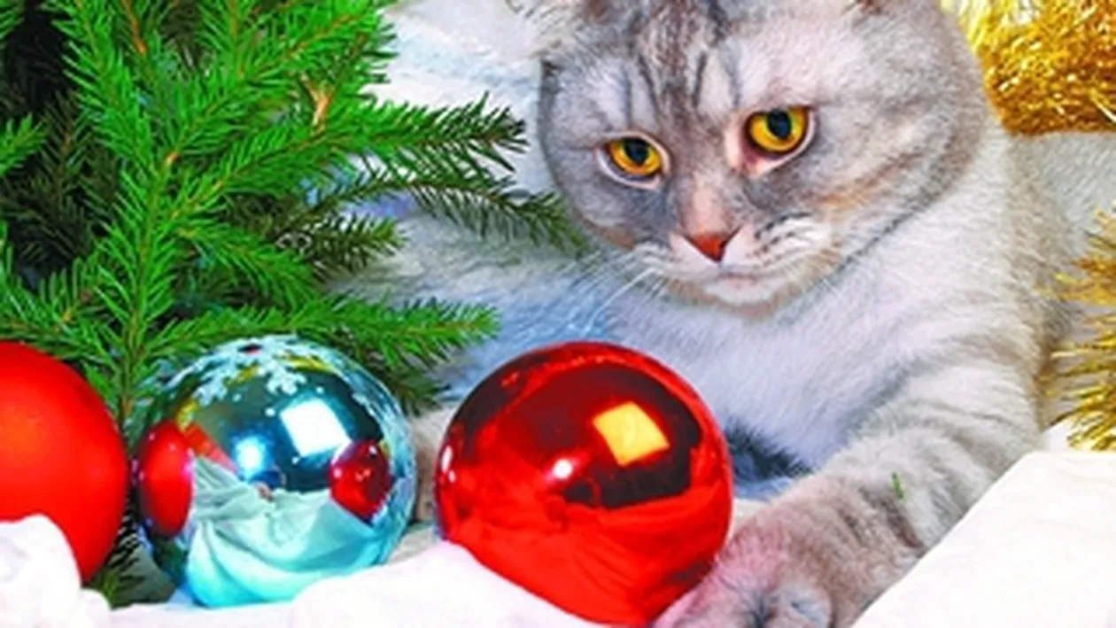 E sarbatoare si pentru animalul tau de companie!