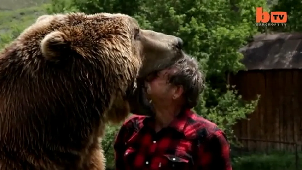Probabil cea mai riscanta meserie din lume! Ce face omul asta cu un urs de 650 de kg te va lasa fara cuvinte! VIDEO