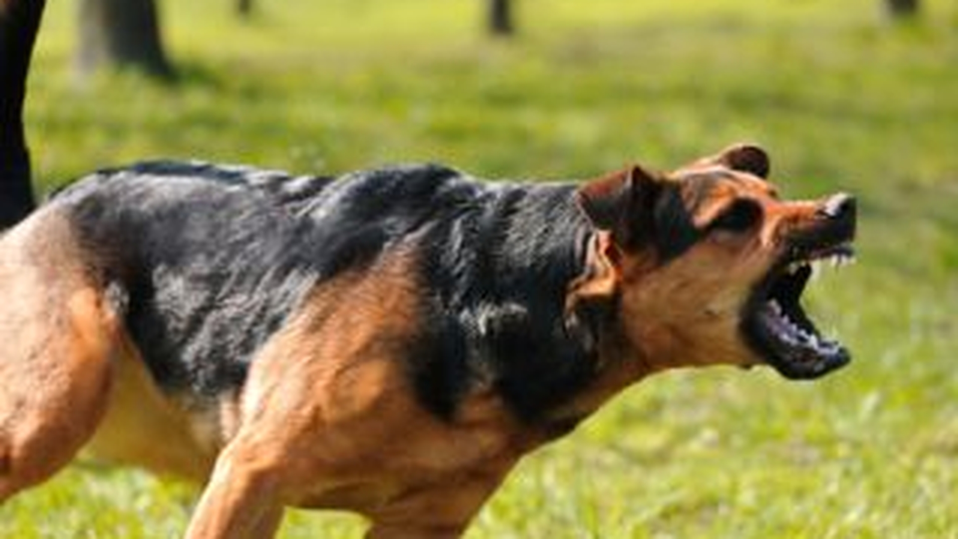 Tribunalul Bucuresti a acordat despagubiri unei femei muscate de caine, considerand ca proprietarii sunt responsabili de animal