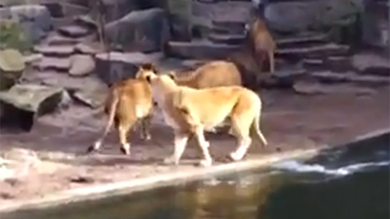 VIDEO Scena care ar frânge sufletul oricărui copil! Ce au văzut vizitatorii de la o Grădină Zoo, in cuşca unor lei