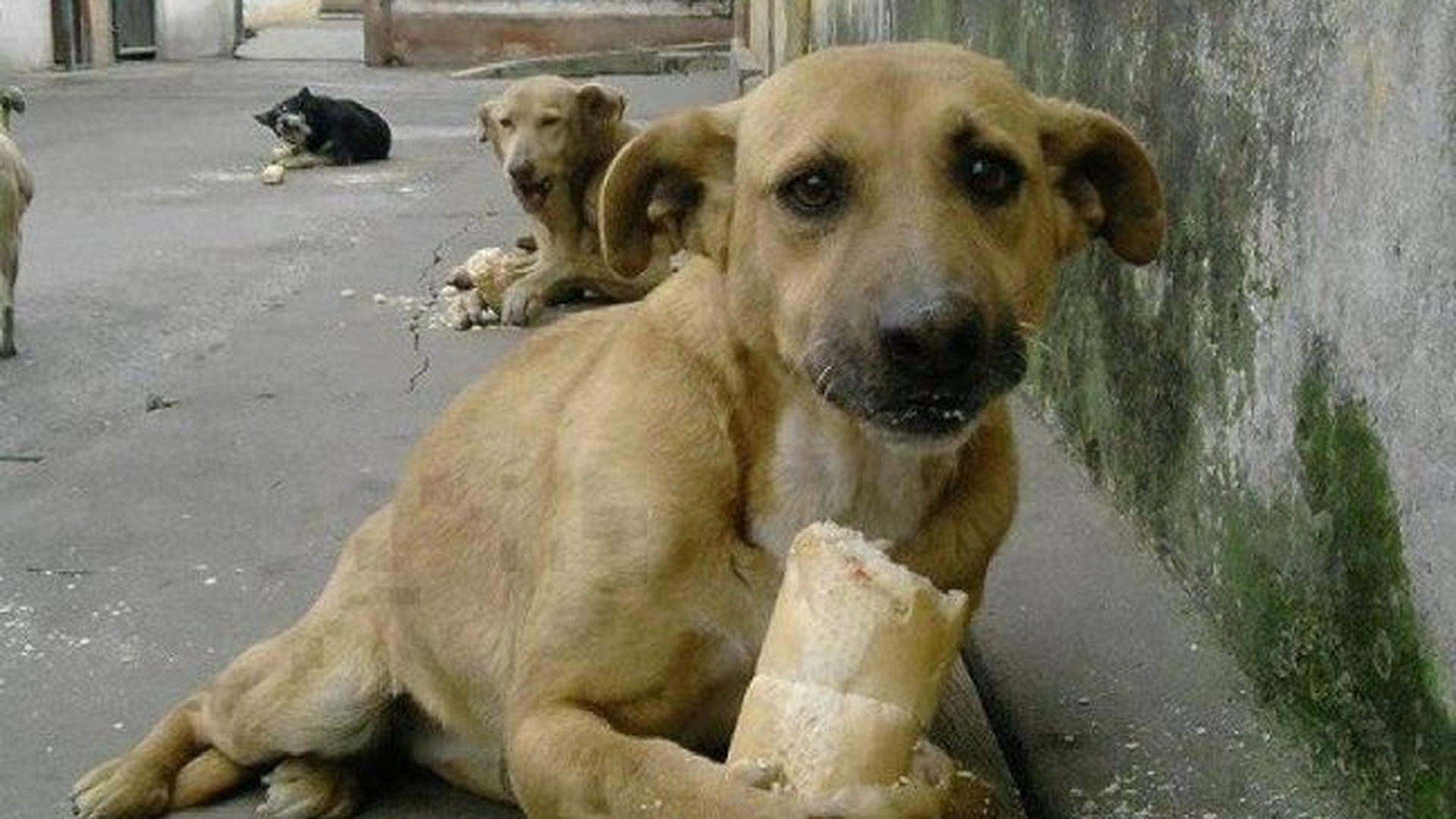 Ce s-a ales de maidanezul care a rupt inimile a mii de romani dupa ce a fost gasit aproape mort de foame? Garantat vei fi uimit!