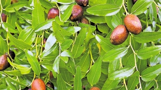 Ziziphus, fructul medicament! Virtutile terapeutice ale Curmalului Chinezesc