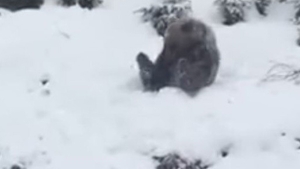 Acest video a devenit viral! Uite cum se bucură un ursuleţ de zăpada de la Azuga