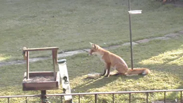 O vulpe a furat mancarea unor pasari