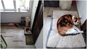 „Frumușica” și-a făcut „casă” din scara de bloc. Povestea virală a pisicii care și-a acceptat singurătatea, la 20 de ani