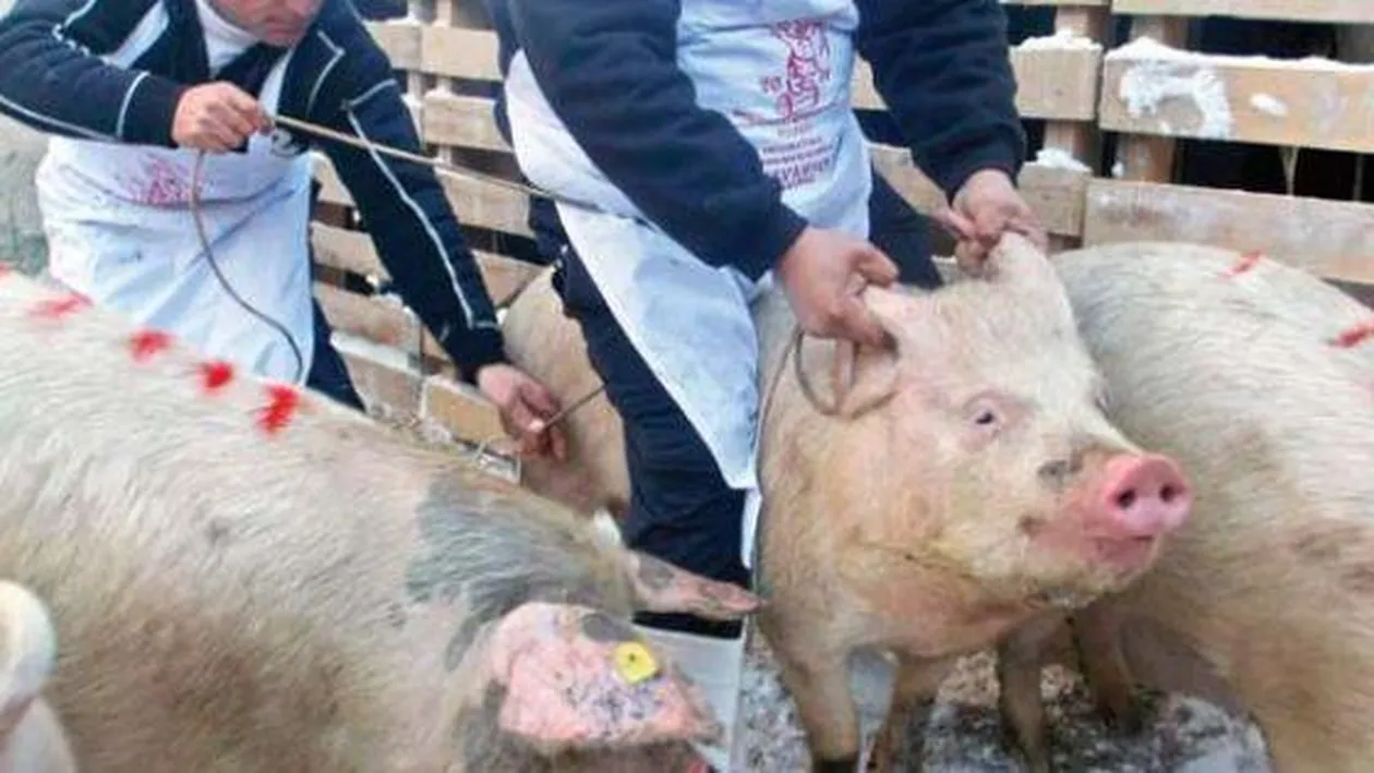 Un nou focar de pestă porcină în Vrancea. Câte animale vor fi incinerate