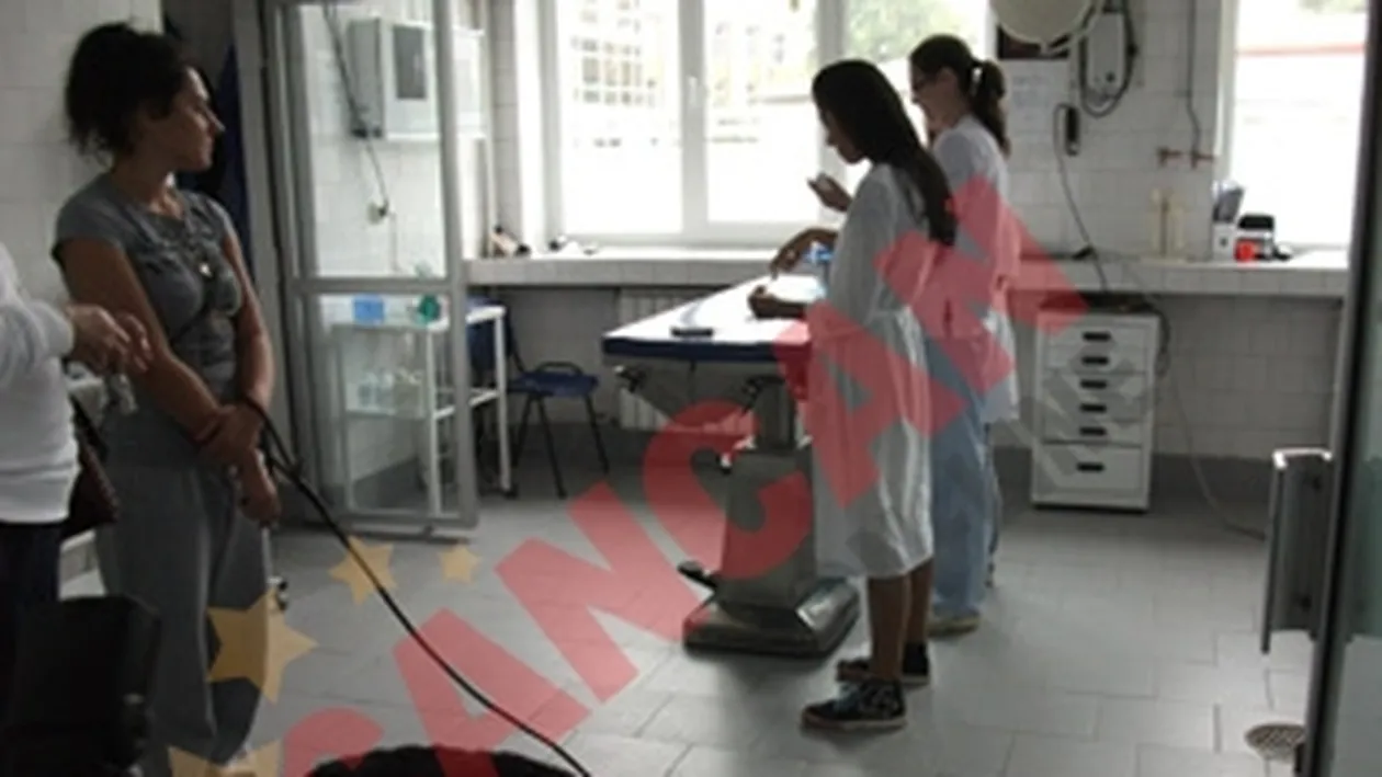 Gata cu maidanezii in Bucuresti