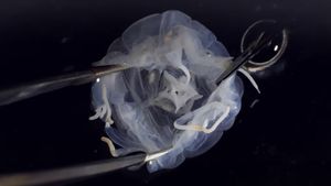 Animalul periculos cu 24 de ochi care a șocat cercetătorii. Are forma unei cutii și poate să te otrăvească