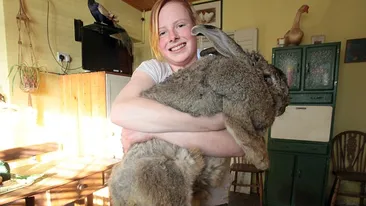 El este cel mai gras iepure din lume! Cântăreşte cât un copil de 3 ani si mănâncă nonstop! L-ai vrea cadou de Paste?