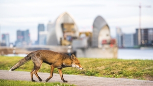 Schimbarea nevăzută din orașe: animalele urbane ”se civilizează” și se comportă asemănător