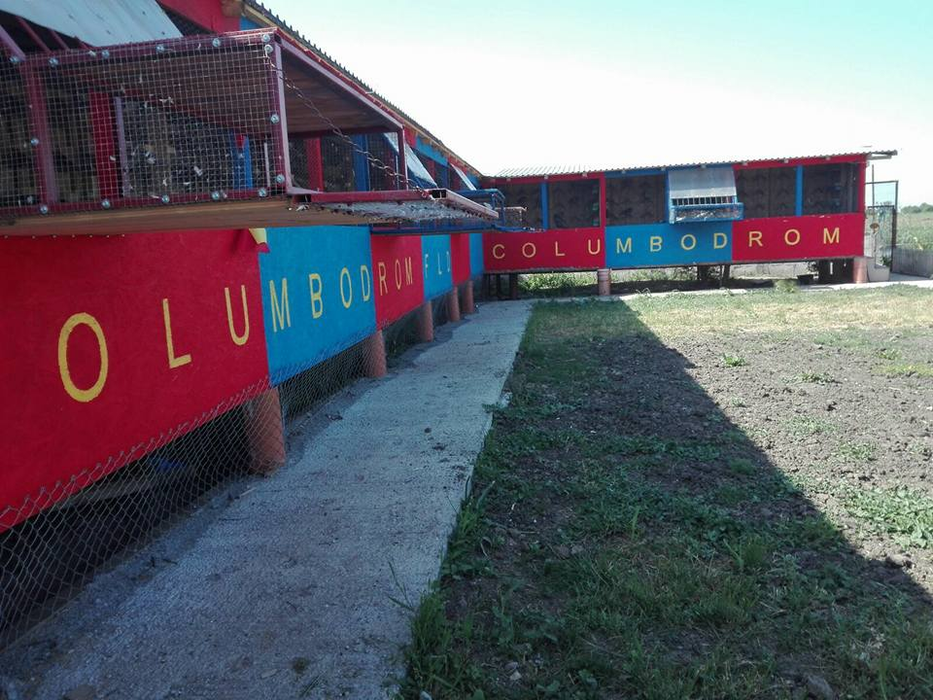 Columbodromul lui Florentin Dumitru este vopsit în culorile echipei pe care o va purta mereu în suflet