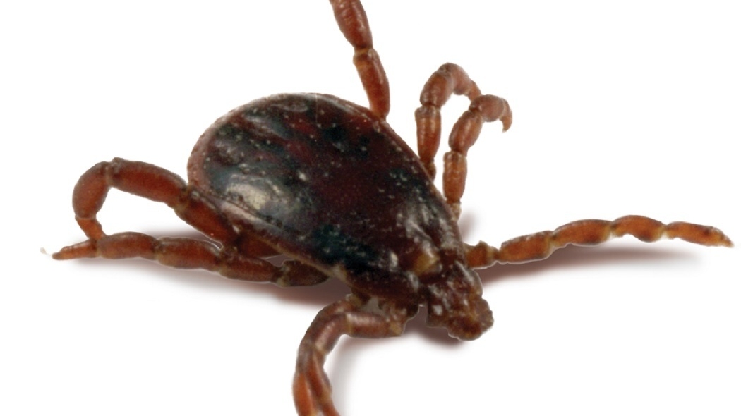 Cum se extrage corect căpuşa din piele. Ce trebuie să știi Boala Lyme, complicația periculoasă pe care o o poți face