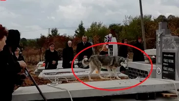 Satu Mare: momentul în care un câine a venit la înmormântarea stăpânului său! Ce a urmat: oamenii au început să plângă