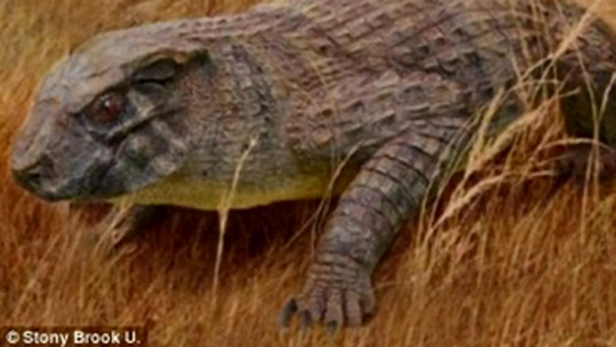 Vezi aici cum arata crocodilul cu nas de porc!