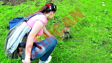 Veverite de import la Navodari