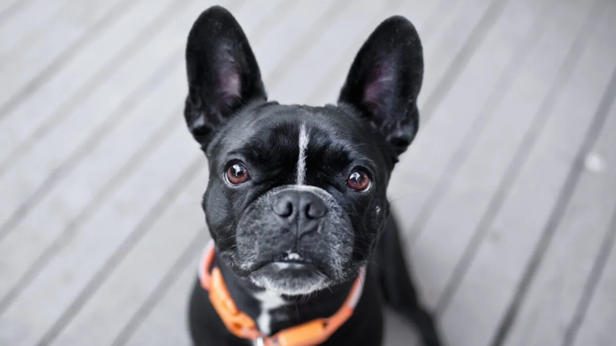 Cum poți afla cât mai are de trăit câinele tău. Metoda nouă descoperită de cercetători