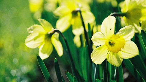 Sărbătoarea Floriilor! Ce semnificaţie are numele tău de floare