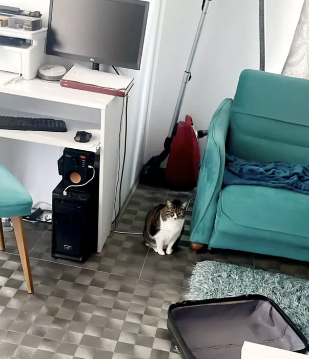 Mihai Trăistariu și-a transformat complet apartamentul. Cum arată livingul dedicat pisicilor