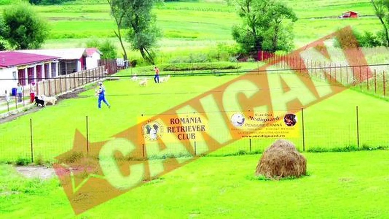 Gradinita si cresa pentru caini