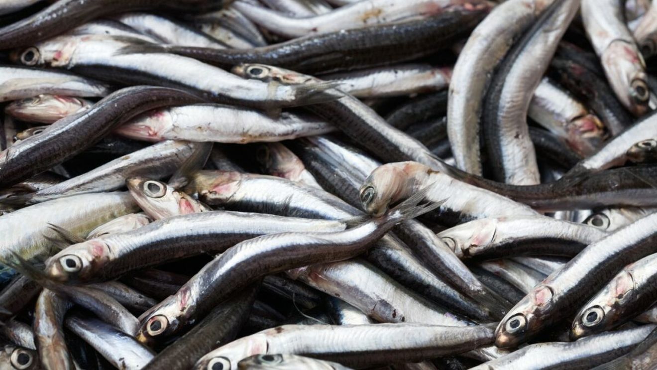 De necrezut! Ce a putut găsi o femeie din Iași într-o caserolă cu hamsie