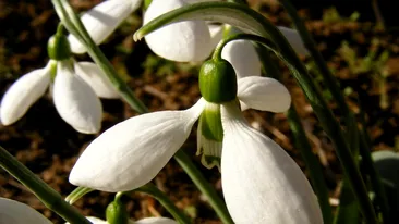 Urări de primăvară perfecte pentru 1 martie. Felicitări și urări de trimis de Mărțișor