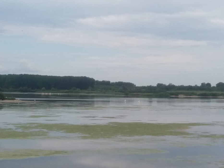 Peisaj din Delta Olteniei, de la Ipotești