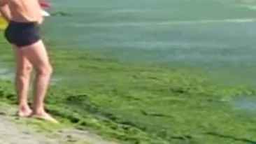 Peste 5.200 de tone de alge au fost stranse de pe plaje