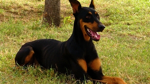 Nu credeai sa auzi asa ceva! O tanara se teme ca e insarcinata cu dobermanul ei