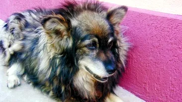 Blanco, un ingeras de catel