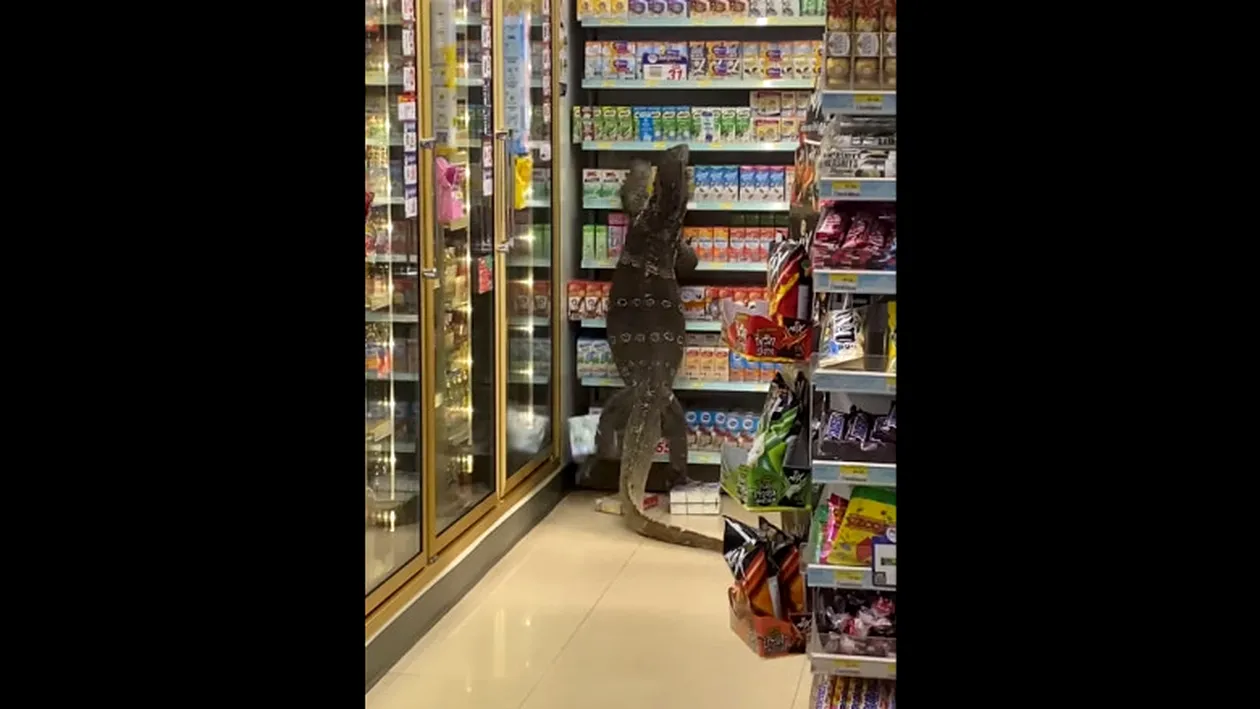 O șopârlă uriașă a îngrozit clienții unui supermarket în Thailanda. Cum a apărut în centrul comercial | VIDEO