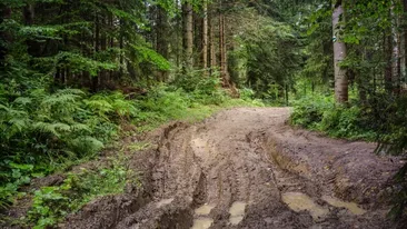 Poarta Iadului se află în România! Pădurea unde lucrurile dispar definitiv