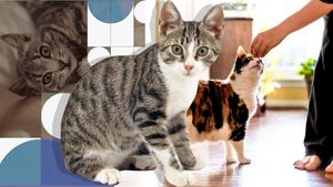 Ce se întâmplă cu mintea pisicii tale când aduci un nou membru acasă. Nu ține cont nici dacă e un bebeluș