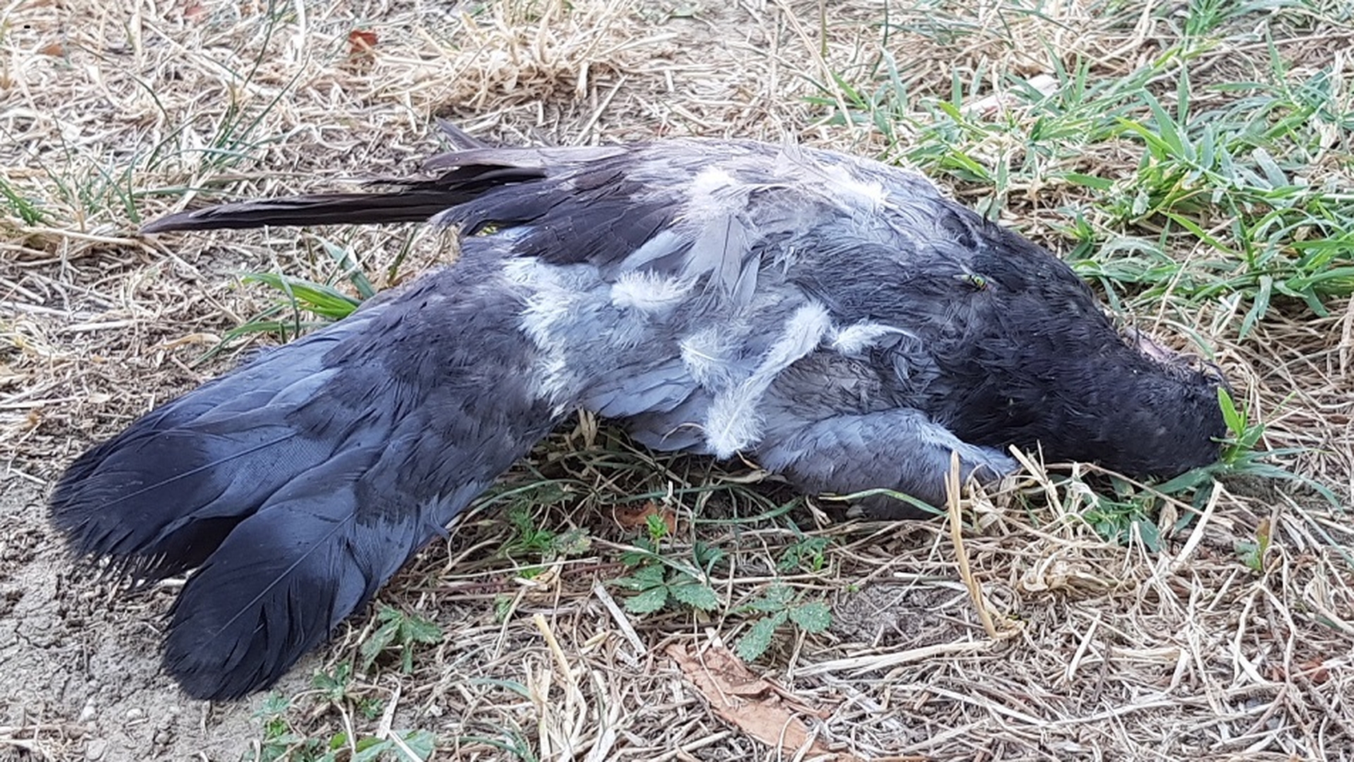 Cruzime fără margini. Sute de porumbei, ucişi la Arad cu boabe de porumb în care au fost înfipte ace