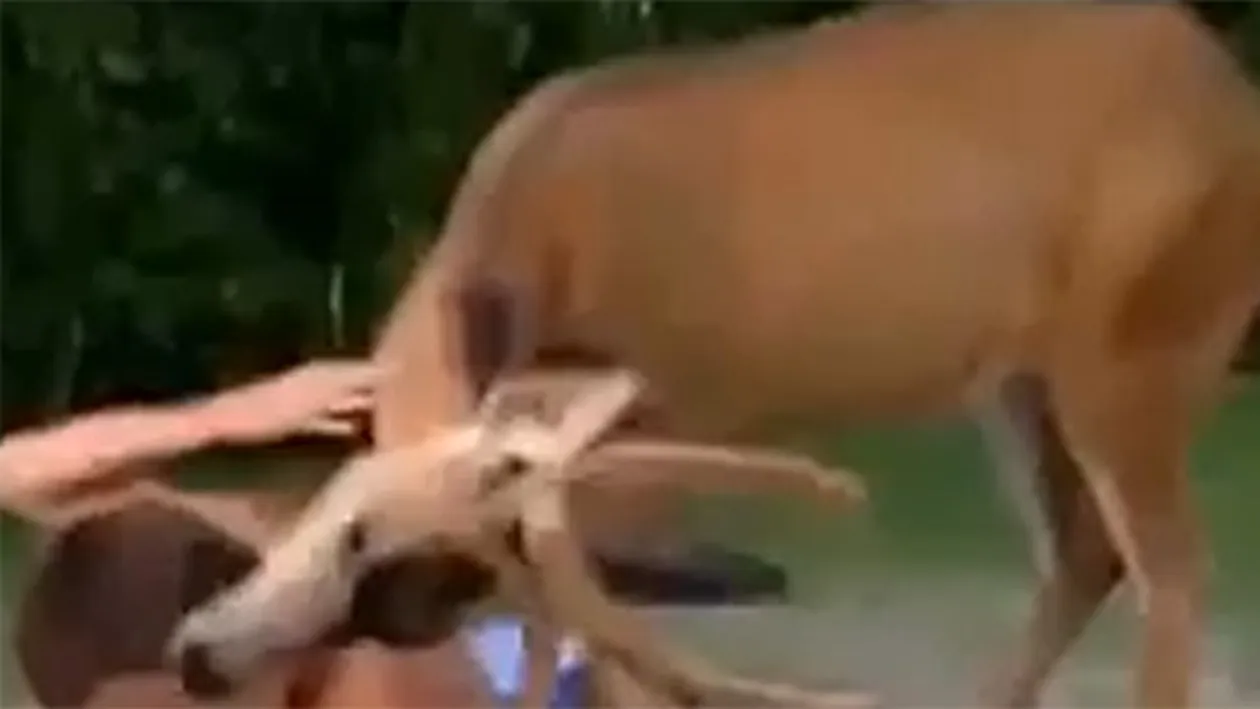 Au mers să se relaxeze la piscină, dar distractia le-a fost intreruptă de un cerb! Ce a urmat e incredibil