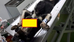 Scene barbare pe străzile din Babadag! Un bărbat a vânat câini cu arbaleta, iar o femelă cu pui a fost ucisă