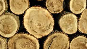 Peste 1.800 de metri cubi de lemn taiat ilegal, confiscat de politistii din Alba