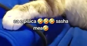 Galerie foto - poza 2