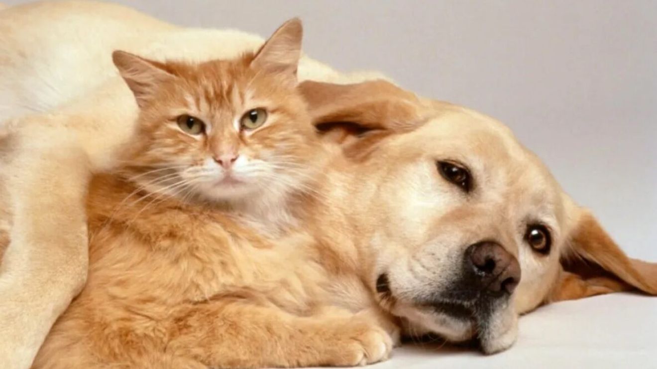 Proprietarii de animale care riscă să facă închisoare. Legea este vehementă