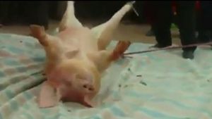 Credeai ca taranii nostri sunt barbari cand taie porcul? Uite-i pe vietnamezi ce ritual dement au - Taie bietul animal pe jumatate de viu