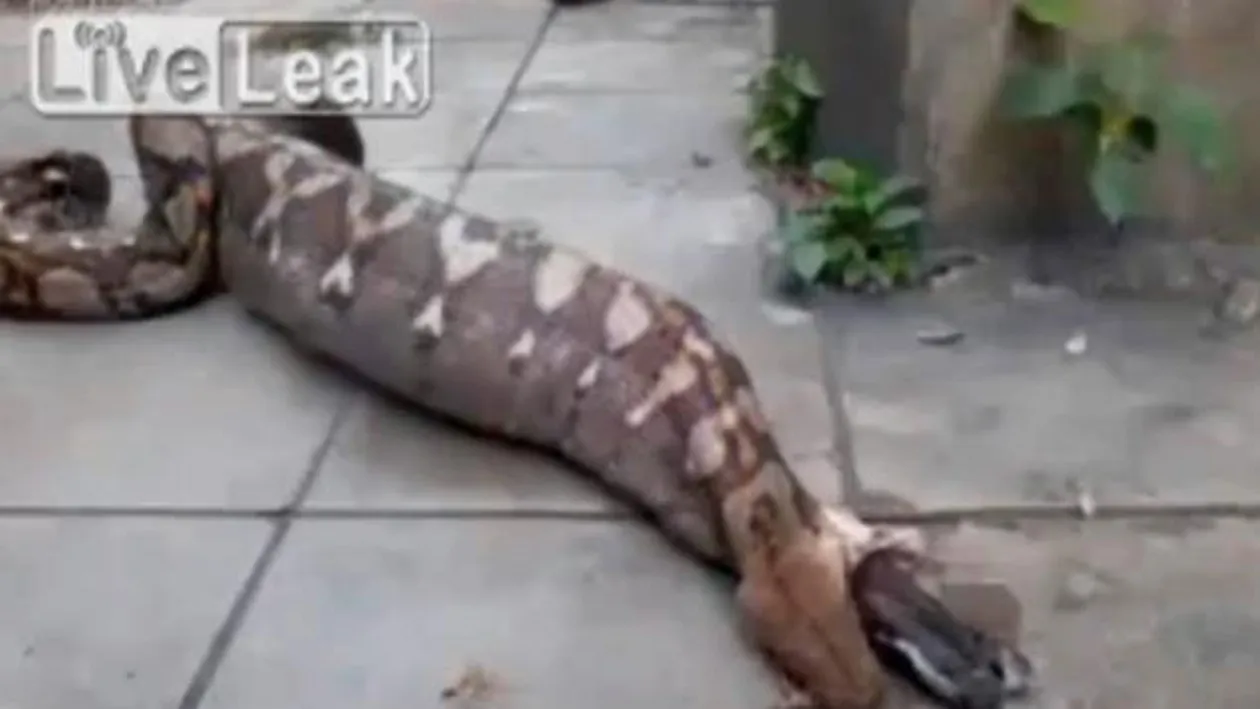 VIDEO Sigur nu te poti uita la filmarea astă fără să ti se facă rău! Ce face un piton pe stradă, după ce mănâncă un câine