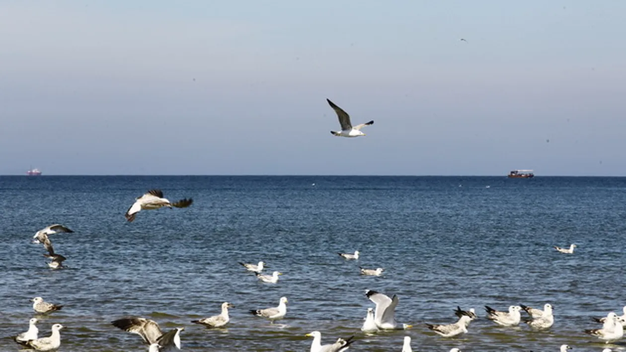 Intrusul de la malul marii! Vezi ce musafir nepoftit s-a strecurat in mijlocul unui stol de pescarusi