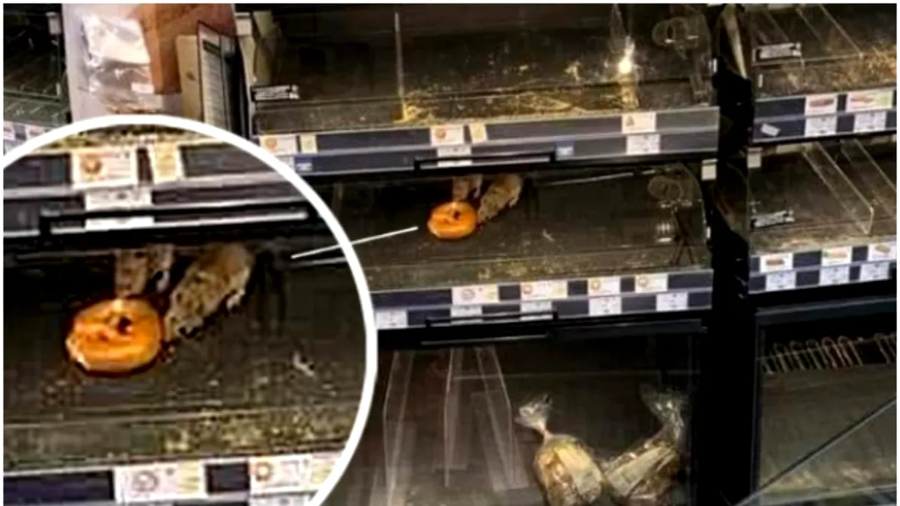Reprezentanții Mega Image, reacție la imaginea cu șobolanii umblând pe rafturile magazinului din Sectorul 1