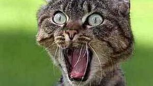 Proprietarii animalului, ingroziti! Ce a fatat o pisica din SUA. "Creatura traieste"