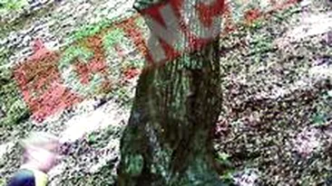 Copacul Mortii
