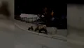 Momentul în care o ursoaică a încercat să atace un om în Bușteni. Acesta a fost salvat de câinele său. VIDEO